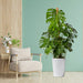 Monstera Deliciosa “The Hurricane or Swiss Cheese Plant” Holland