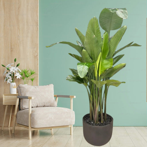 Bird of Paradise طائر الجنة in Black Fiber Pot 1.2-1.5m