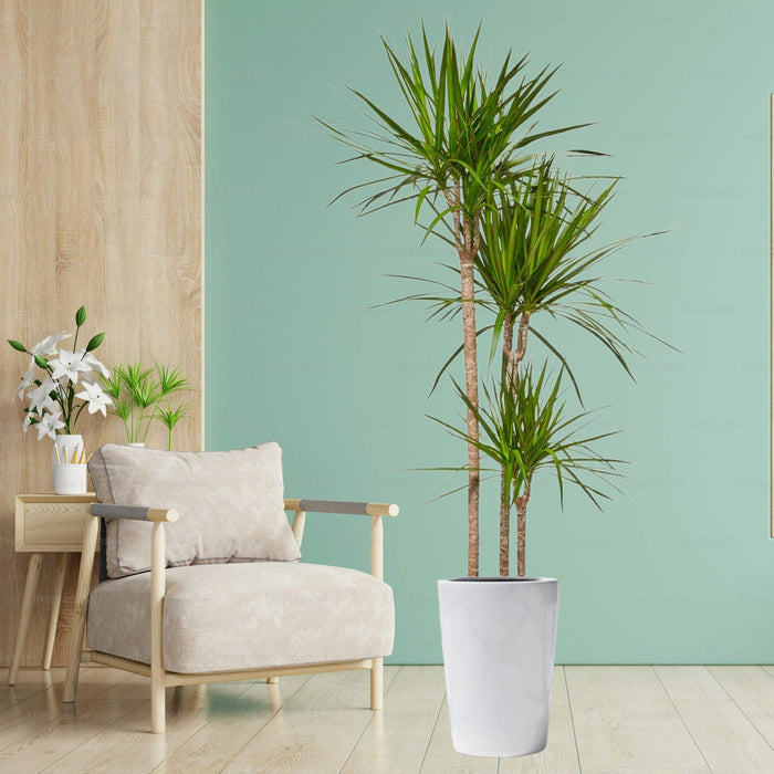 Dracaena Marginata