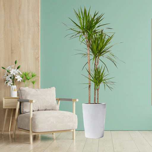 Dracaena Marginata