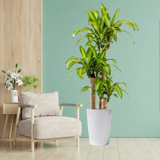 Dracaena Fragrans “Massangeana”
