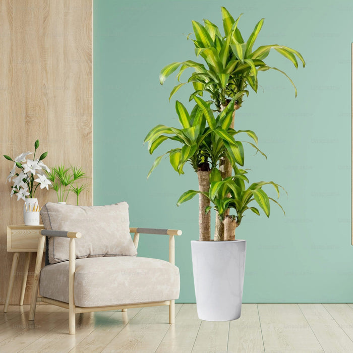 Dracaena Fragrans “Massangeana”