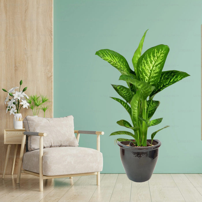 Dieffenbachia seguine