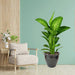 Dieffenbachia seguine