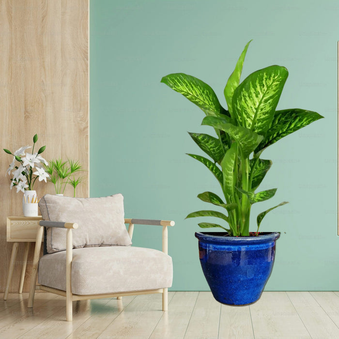 Dieffenbachia seguine