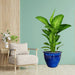 Dieffenbachia seguine