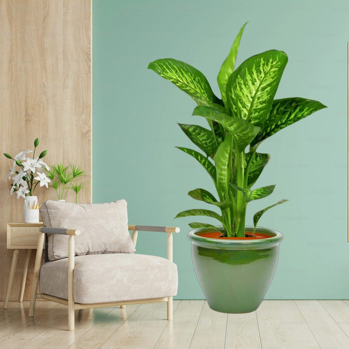 Dieffenbachia seguine