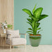 Dieffenbachia seguine