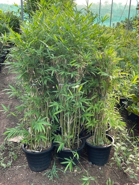 bamboo green souq