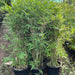 bamboo green souq