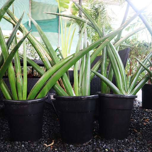 Dracaena angolensis (Sansevieria cylindrica)