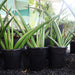 Dracaena angolensis (Sansevieria cylindrica)