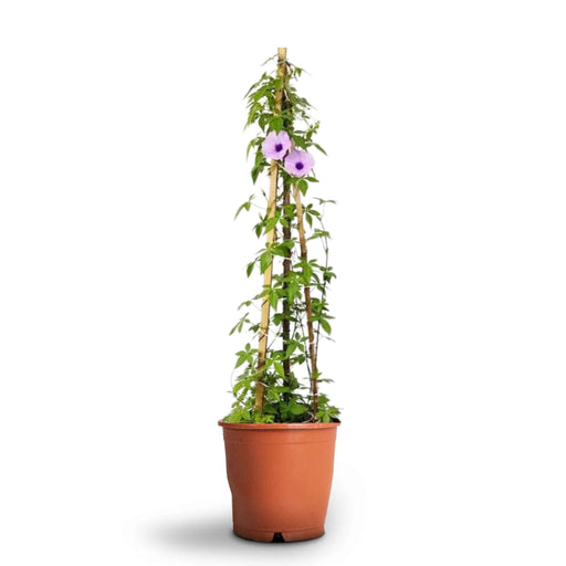 Ipomoea Cairica, Cairo Morning Glory or Coast Morning Glory 0.8-0.1m