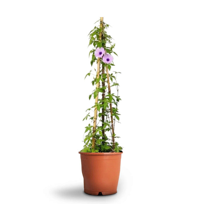Ipomoea Cairica, Cairo Morning Glory or Coast Morning Glory 0.8-0.1m