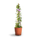 Ipomoea Cairica, Cairo Morning Glory or Coast Morning Glory 0.8-0.1m