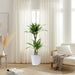 Dracaena fragrans deremensis “Ulises”