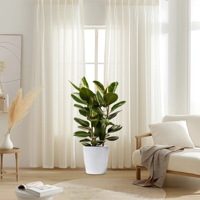 Ficus Elastica “Abidjan” or Rubber Plant (Holland) 80 – 100cm