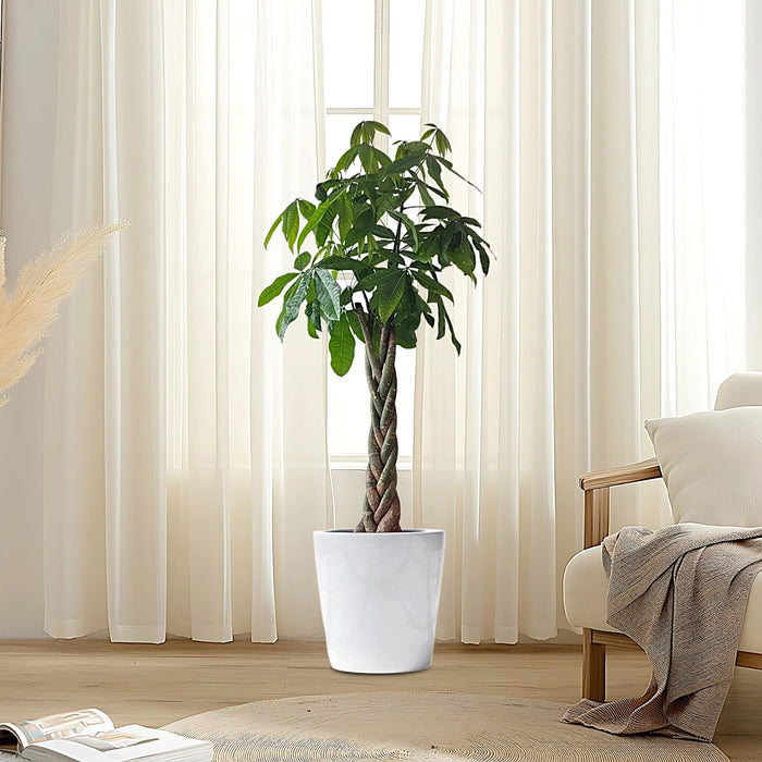 Money Tree Pachira Aquatica,  "Twisted Trunk" 130 - 150cm  شجرة المال