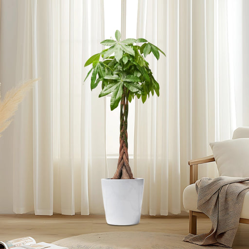 Money Tree