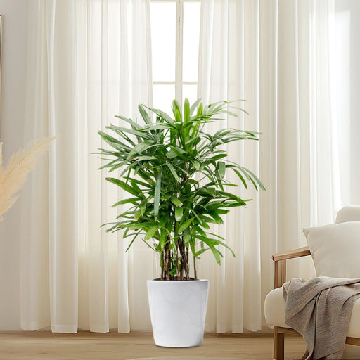 Rhapis Excelsa
