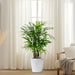 Rhapis Excelsa