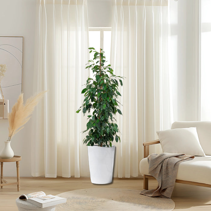Ficus Benjamina 'Danielle' Holland
