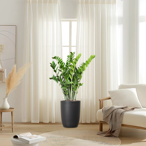 Zamioculcas Zamiifolia,