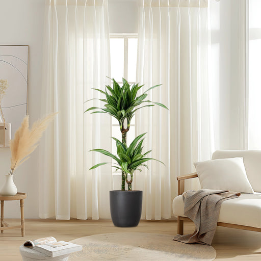 Dracaena fragrans deremensis “Ulises”