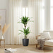 Dracaena fragrans deremensis “Ulises”