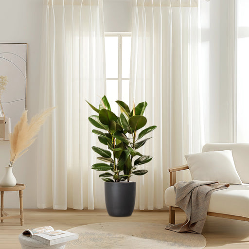 Ficus Elastica “Abidjan” or Rubber Plant (Holland) 80 – 100cm