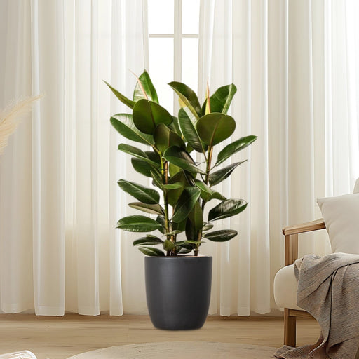 Rubber Plant In Black Ceramic Pot