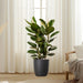 Rubber Plant In Black Ceramic Pot