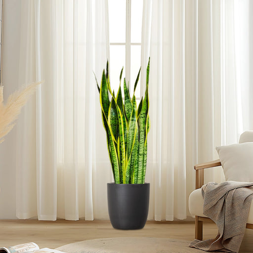 snake plant greensouq