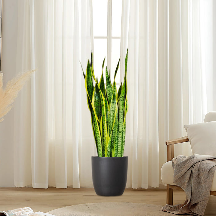 snake plant greensouq