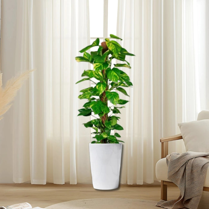Epipremnum aureum