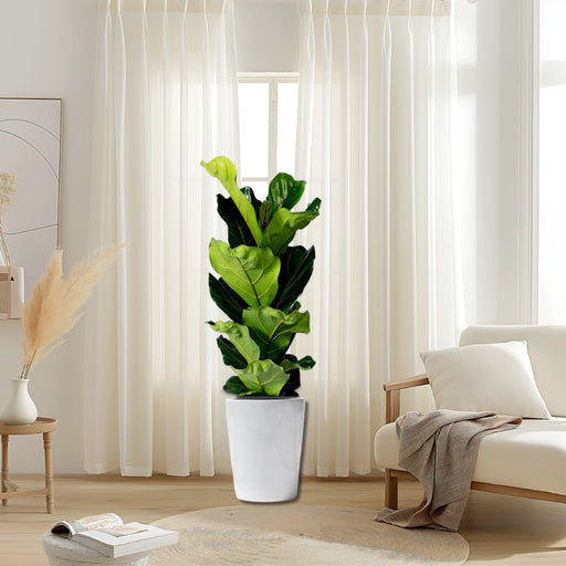Ficus Lyrata “Fiddle Leaf Fig”