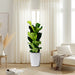Ficus Lyrata “Fiddle Leaf Fig”