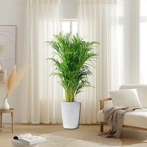 Areca Palm Holland