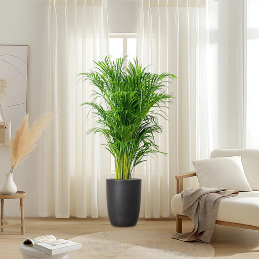 Areca Palm Holland in Black Ceramic Pot 1-1.2m