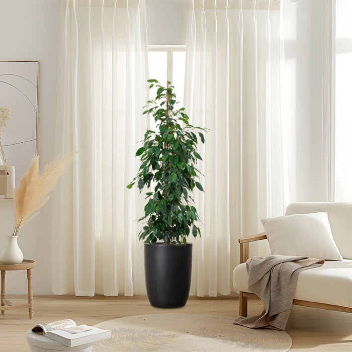 Ficus Benjamina