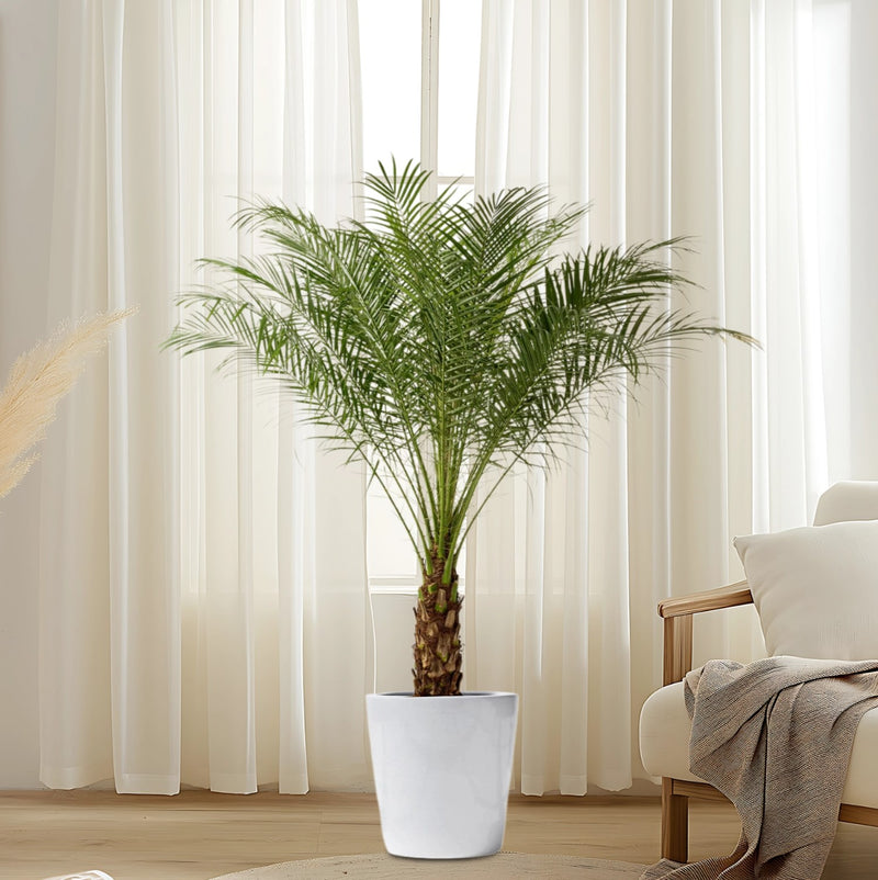 Phoenix Roebelenii
