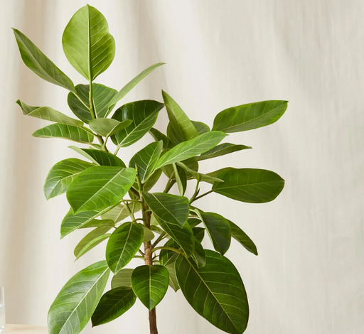 Indoor ficus altissima Green Souq