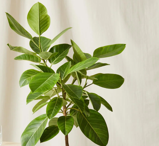 Indoor ficus altissima Green Souq