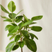 Indoor ficus altissima Green Souq