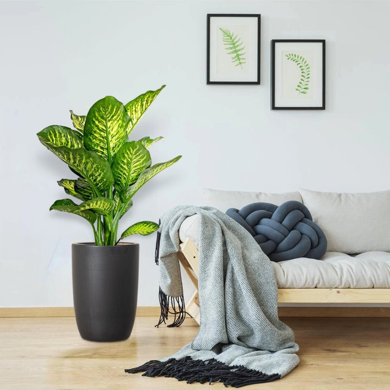 Dieffenbachia Seguine Or Maroba