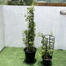 Jasminum grandiflora Green Souq