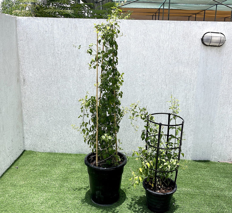 Jasminum grandiflora Green Souq