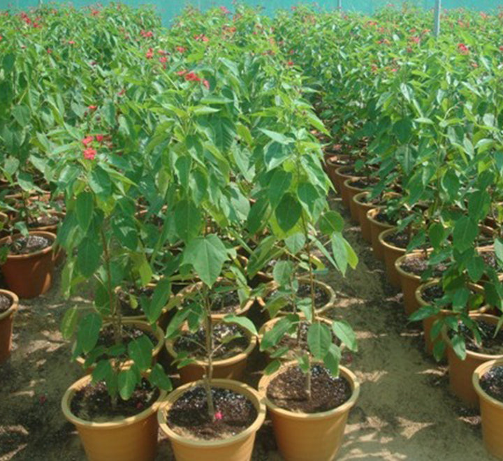 Jatropha integerrima “peregrina or spicy jatropha”