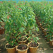 Jatropha integerrima “peregrina or spicy jatropha”