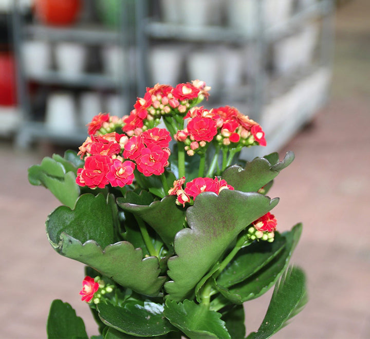 Kalanchoe Blossfeldiana or Flaming Katy